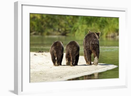 Brown Bear and Cubs, Katmai National Park, Alaska-null-Framed Photographic Print