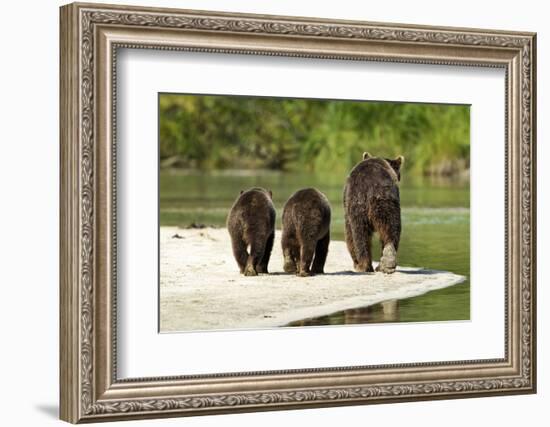 Brown Bear and Cubs, Katmai National Park, Alaska-null-Framed Photographic Print