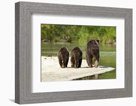 Brown Bear and Cubs, Katmai National Park, Alaska-null-Framed Photographic Print