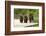 Brown Bear and Cubs, Katmai National Park, Alaska-null-Framed Photographic Print