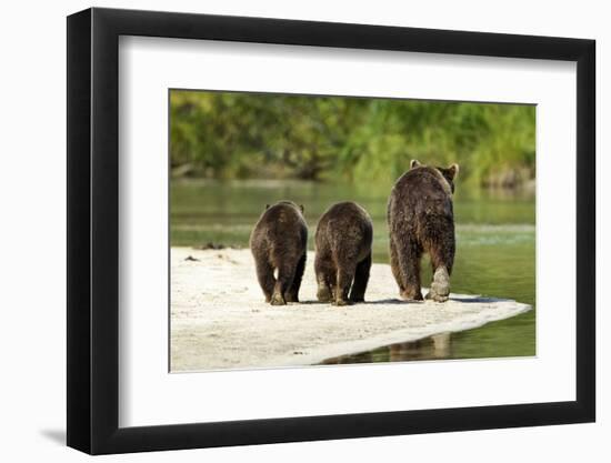 Brown Bear and Cubs, Katmai National Park, Alaska-null-Framed Photographic Print