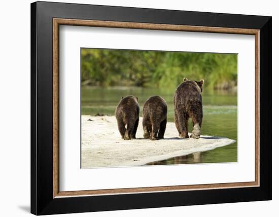 Brown Bear and Cubs, Katmai National Park, Alaska-null-Framed Photographic Print