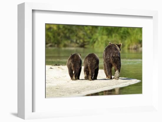 Brown Bear and Cubs, Katmai National Park, Alaska-null-Framed Photographic Print