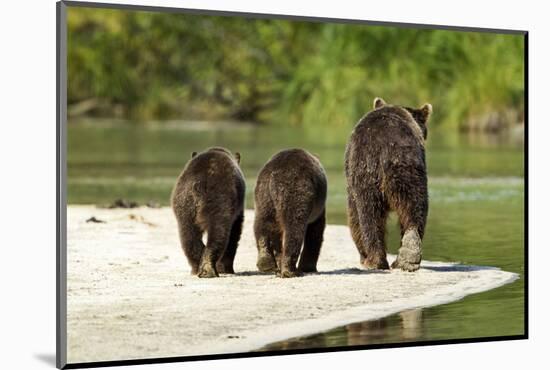 Brown Bear and Cubs, Katmai National Park, Alaska-null-Mounted Photographic Print