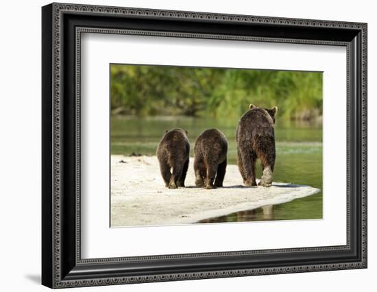 Brown Bear and Cubs, Katmai National Park, Alaska-null-Framed Photographic Print