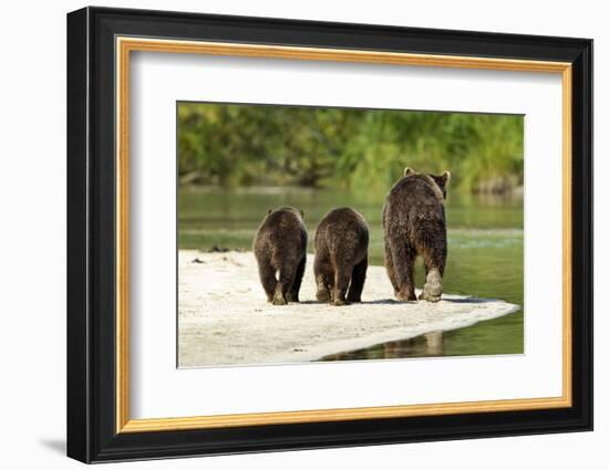 Brown Bear and Cubs, Katmai National Park, Alaska-null-Framed Photographic Print