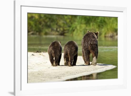 Brown Bear and Cubs, Katmai National Park, Alaska--Framed Photographic Print