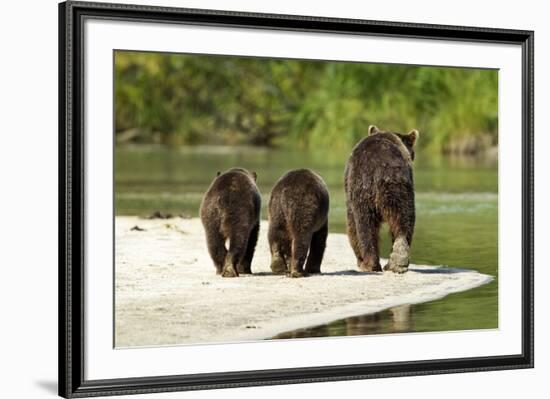 Brown Bear and Cubs, Katmai National Park, Alaska-null-Framed Photographic Print