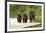 Brown Bear and Cubs, Katmai National Park, Alaska-null-Framed Photographic Print