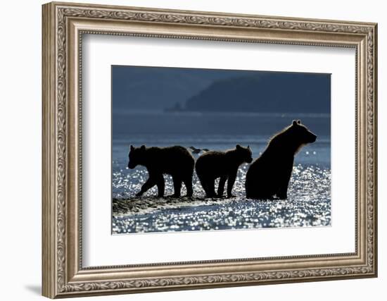 Brown Bear and Cubs, Katmai National Park, Alaska-Paul Souders-Framed Photographic Print