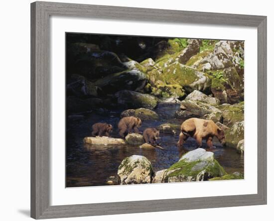 Brown Bear and Cubs-DLILLC-Framed Photographic Print