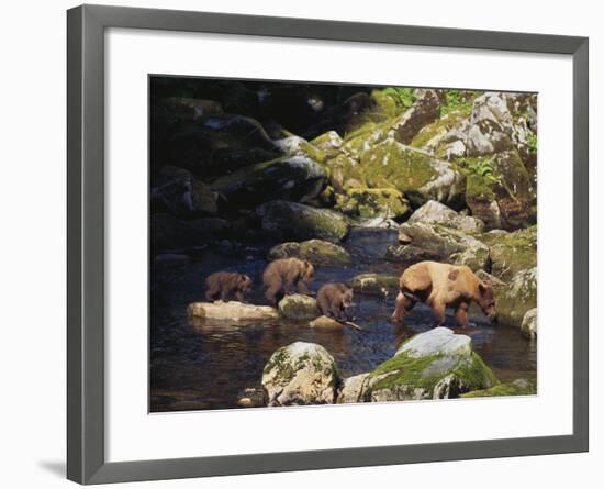 Brown Bear and Cubs-DLILLC-Framed Photographic Print