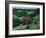 Brown Bear and Cubs-Fred Ludekens-Framed Giclee Print