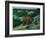 Brown Bear and Cubs-Fred Ludekens-Framed Giclee Print