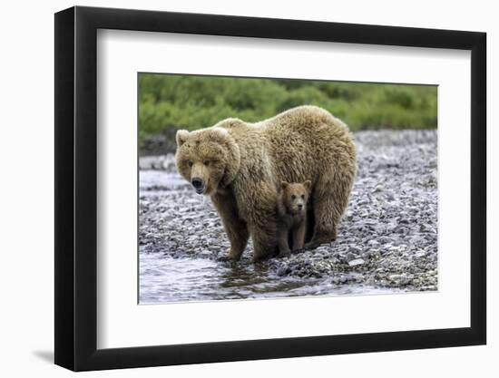 Brown Bear and Cubs-Art Wolfe-Framed Photographic Print