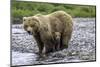 Brown Bear and Cubs-Art Wolfe-Mounted Photographic Print