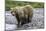 Brown Bear and Cubs-Art Wolfe-Mounted Photographic Print