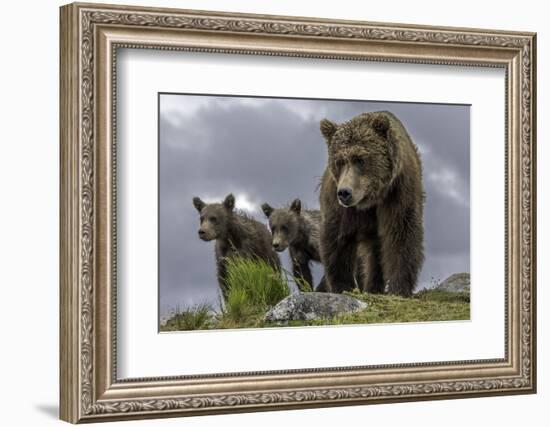 Brown Bear and Cubs-Art Wolfe-Framed Photographic Print