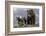 Brown Bear and Cubs-Art Wolfe-Framed Photographic Print