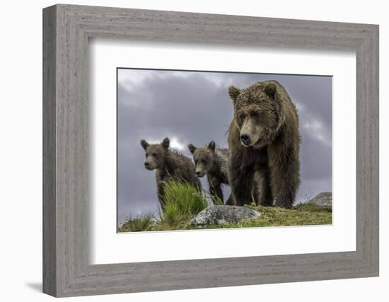 Brown Bear and Cubs-Art Wolfe-Framed Photographic Print