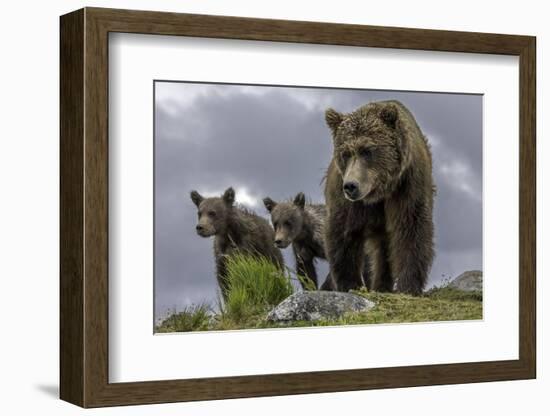 Brown Bear and Cubs-Art Wolfe-Framed Photographic Print