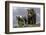 Brown Bear and Cubs-Art Wolfe-Framed Photographic Print