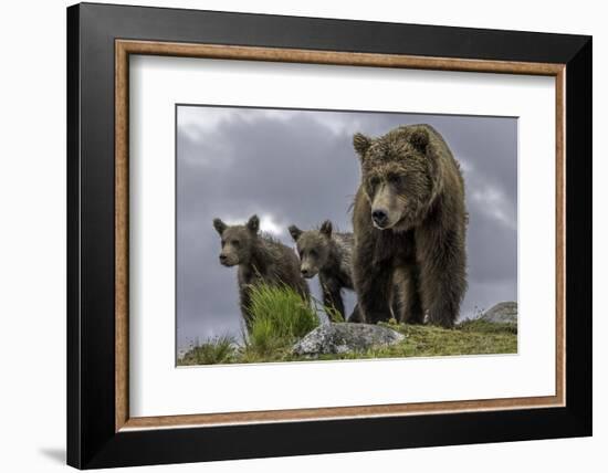 Brown Bear and Cubs-Art Wolfe-Framed Photographic Print