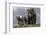 Brown Bear and Cubs-Art Wolfe-Framed Photographic Print