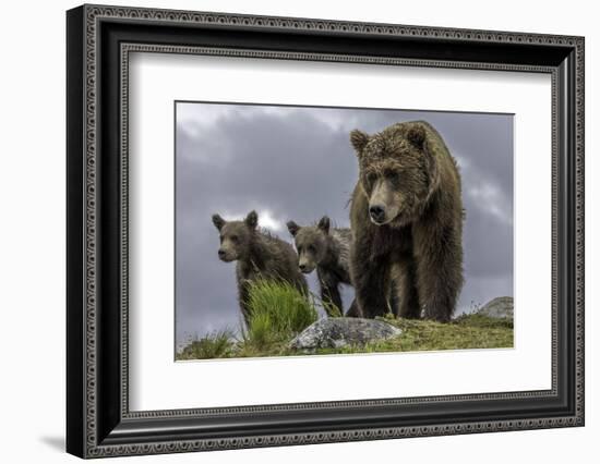 Brown Bear and Cubs-Art Wolfe-Framed Photographic Print