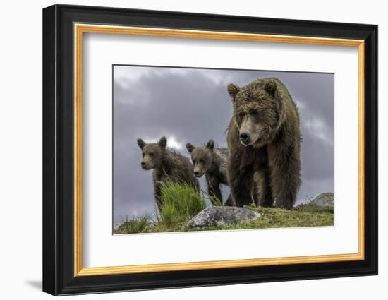 Brown Bear and Cubs-Art Wolfe-Framed Photographic Print