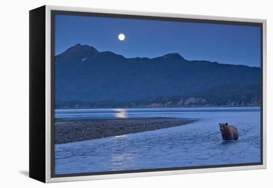 Brown Bear and Full Moon, Katmai National Park, Alaska-Paul Souders-Framed Premier Image Canvas