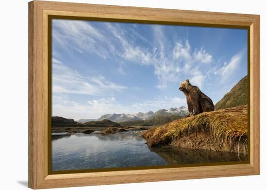 Brown Bear and Mountains, Katmai National Park, Alaska-null-Framed Premier Image Canvas