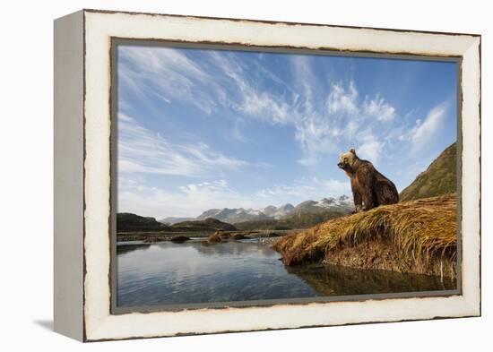 Brown Bear and Mountains, Katmai National Park, Alaska-null-Framed Premier Image Canvas