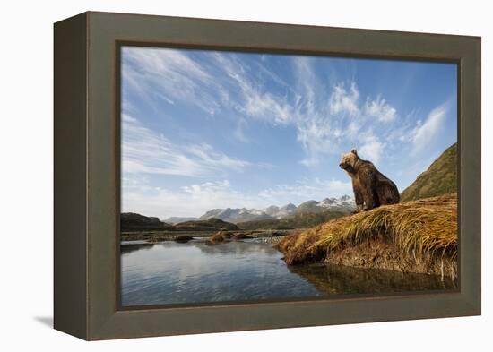 Brown Bear and Mountains, Katmai National Park, Alaska-null-Framed Premier Image Canvas