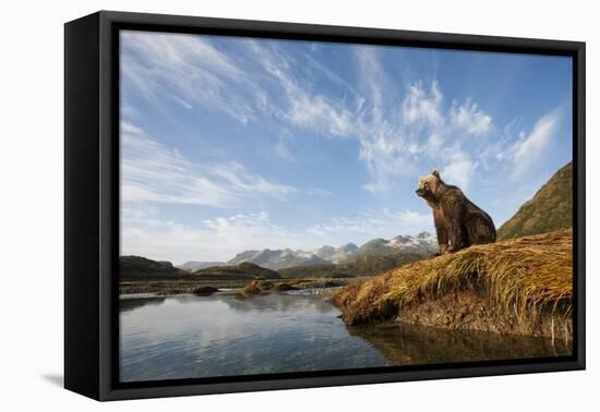 Brown Bear and Mountains, Katmai National Park, Alaska-null-Framed Premier Image Canvas