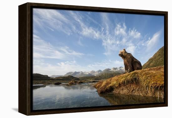 Brown Bear and Mountains, Katmai National Park, Alaska-null-Framed Premier Image Canvas