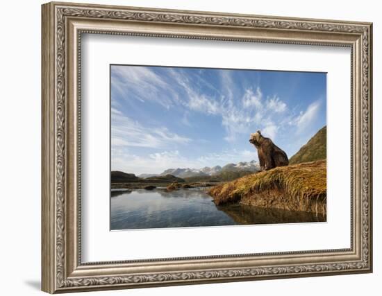 Brown Bear and Mountains, Katmai National Park, Alaska-null-Framed Photographic Print