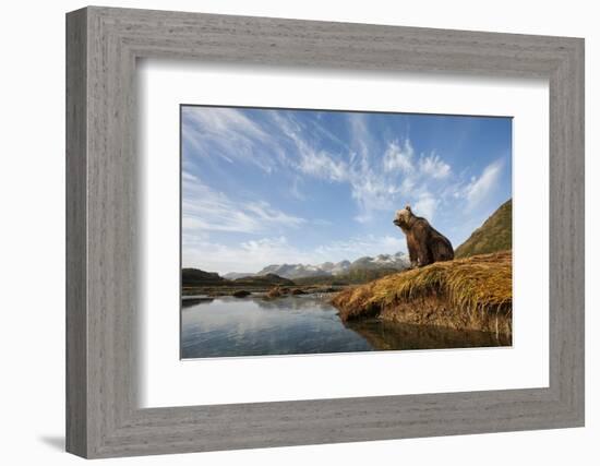 Brown Bear and Mountains, Katmai National Park, Alaska-null-Framed Photographic Print