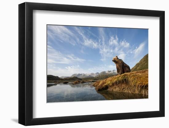 Brown Bear and Mountains, Katmai National Park, Alaska-null-Framed Photographic Print