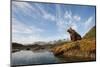 Brown Bear and Mountains, Katmai National Park, Alaska-null-Mounted Photographic Print