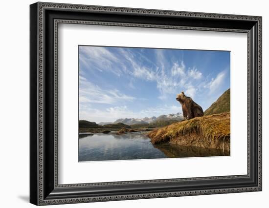 Brown Bear and Mountains, Katmai National Park, Alaska-null-Framed Photographic Print