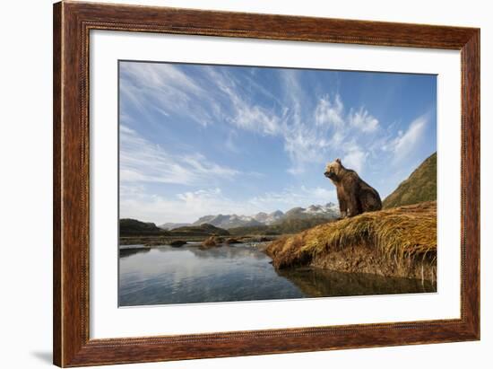 Brown Bear and Mountains, Katmai National Park, Alaska-null-Framed Photographic Print