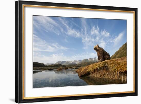 Brown Bear and Mountains, Katmai National Park, Alaska-null-Framed Photographic Print