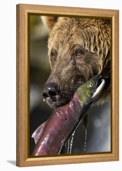 Brown Bear and Salmon, Katmai National Park, Alaska-null-Framed Premier Image Canvas