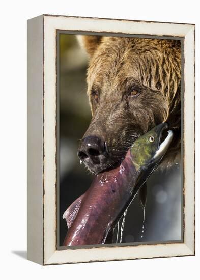 Brown Bear and Salmon, Katmai National Park, Alaska-null-Framed Premier Image Canvas