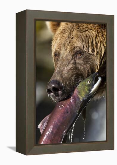 Brown Bear and Salmon, Katmai National Park, Alaska-null-Framed Premier Image Canvas
