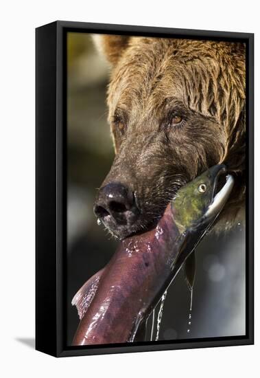 Brown Bear and Salmon, Katmai National Park, Alaska-null-Framed Premier Image Canvas