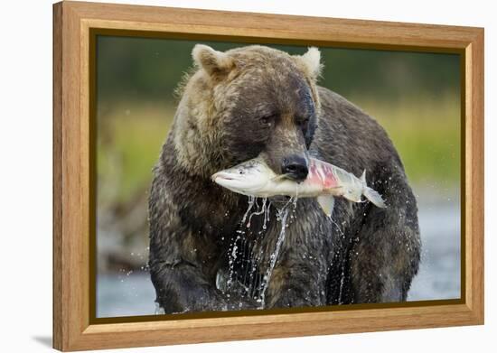 Brown Bear and Salmon, Katmai National Park, Alaska-Paul Souders-Framed Premier Image Canvas