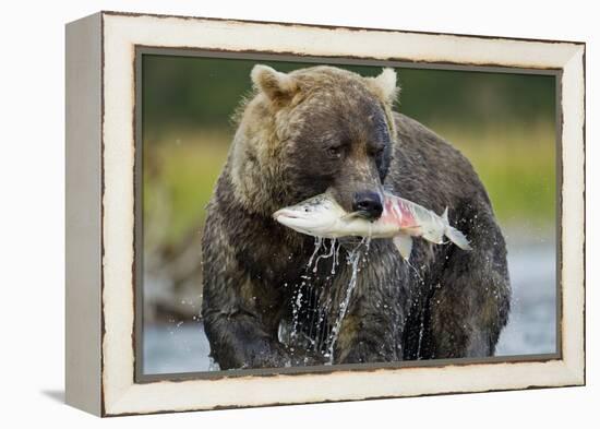 Brown Bear and Salmon, Katmai National Park, Alaska-Paul Souders-Framed Premier Image Canvas