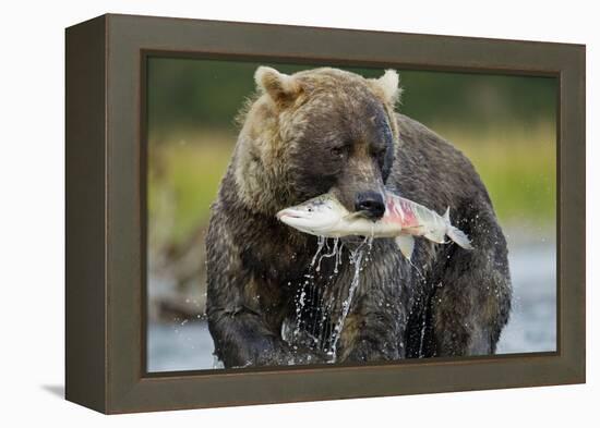 Brown Bear and Salmon, Katmai National Park, Alaska-Paul Souders-Framed Premier Image Canvas